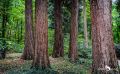 Sequoiafarm 001