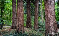 Sequoiafarm 001