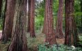 Sequoiafarm 002