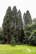 Sequoiafarm 006