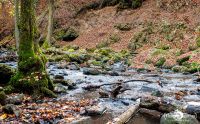 Holzbachschlucht 027