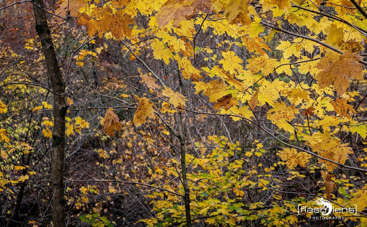 Holzbachschlucht 040