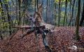 Holzbachschlucht 045