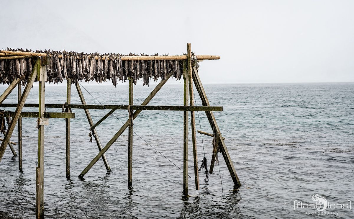 Lofoten 2019 019