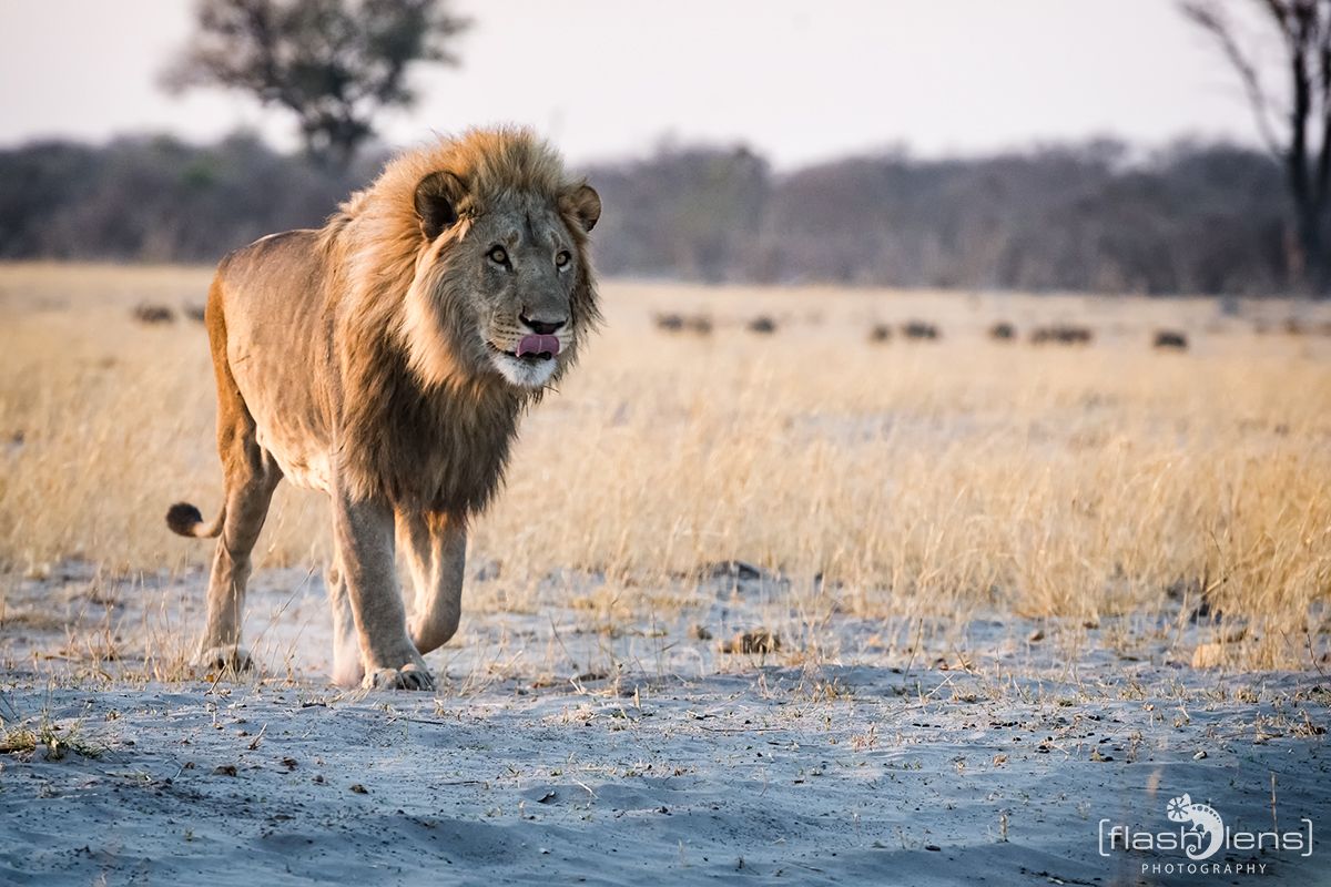 Botswana 2019 075