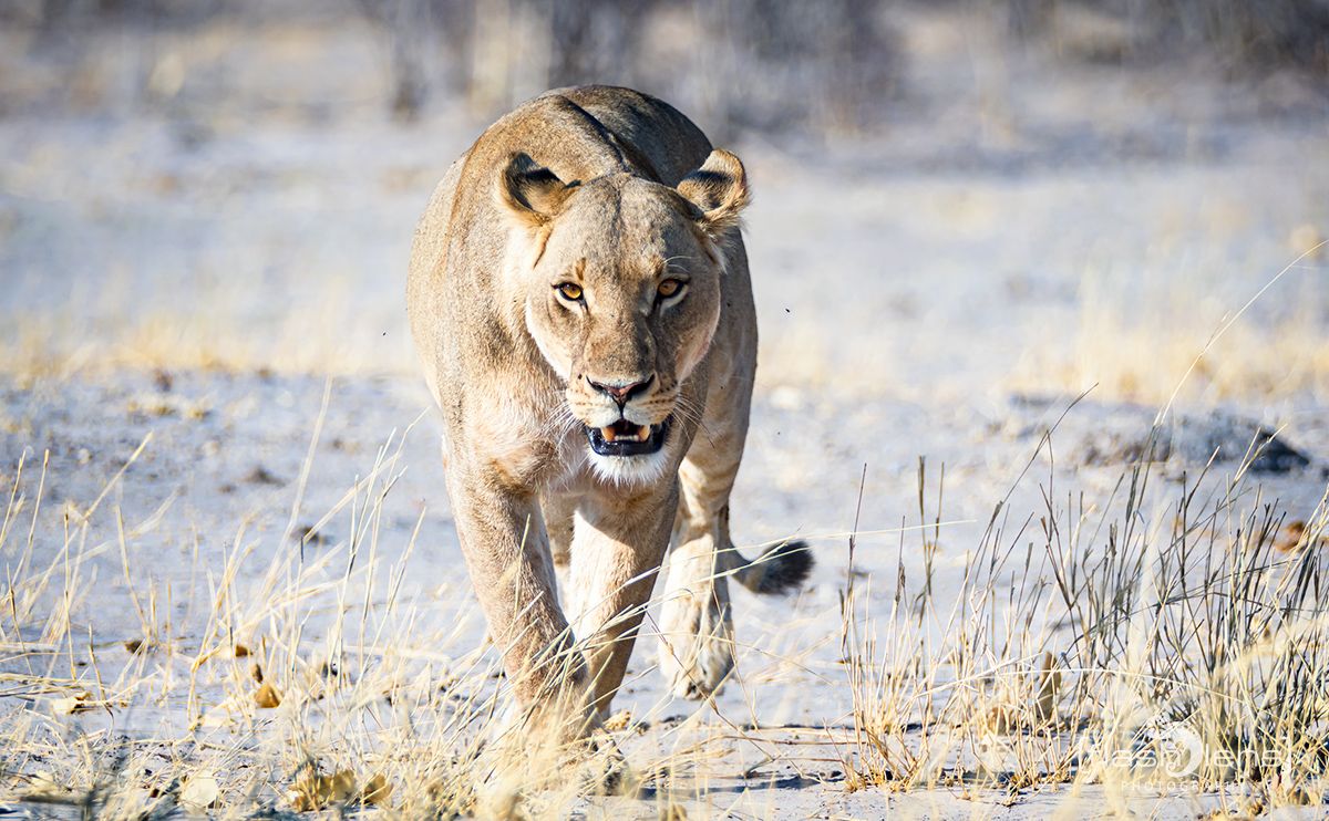 Botswana 2019 081