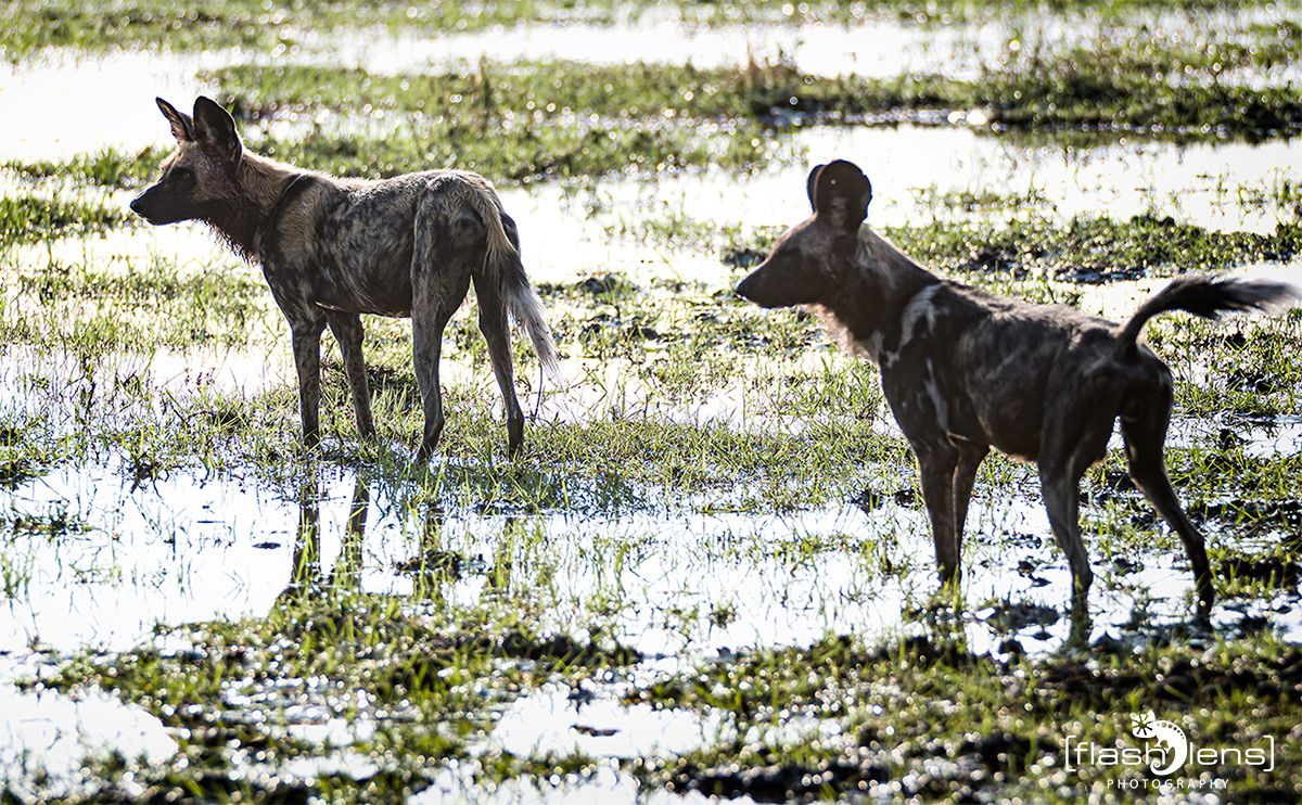 Botswana 2019 082
