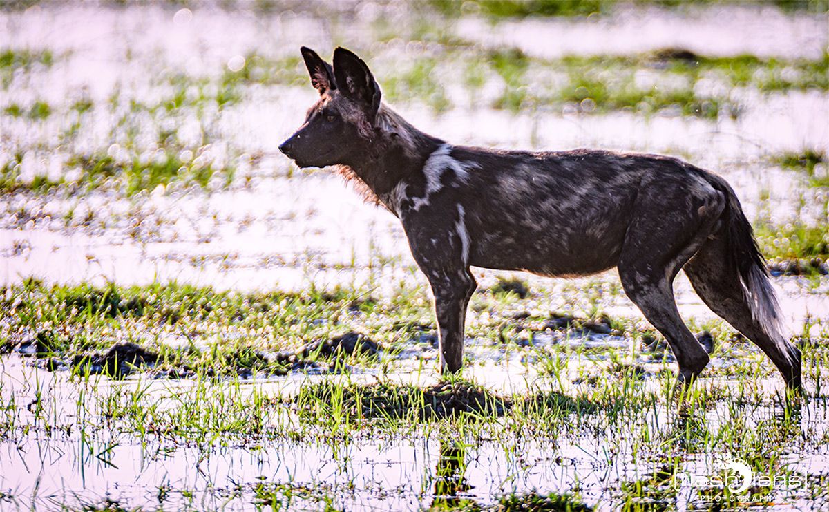 Botswana 2019 083