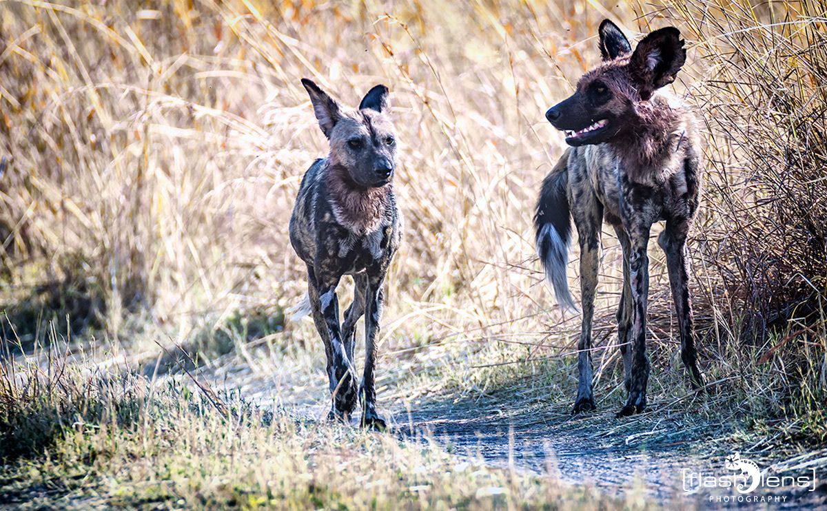 Botswana 2019 084