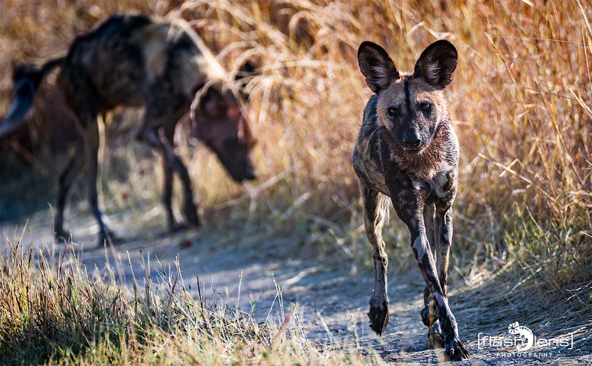 Botswana 2019 085