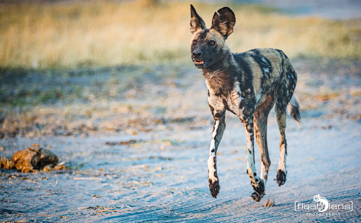 Botswana 2019 086