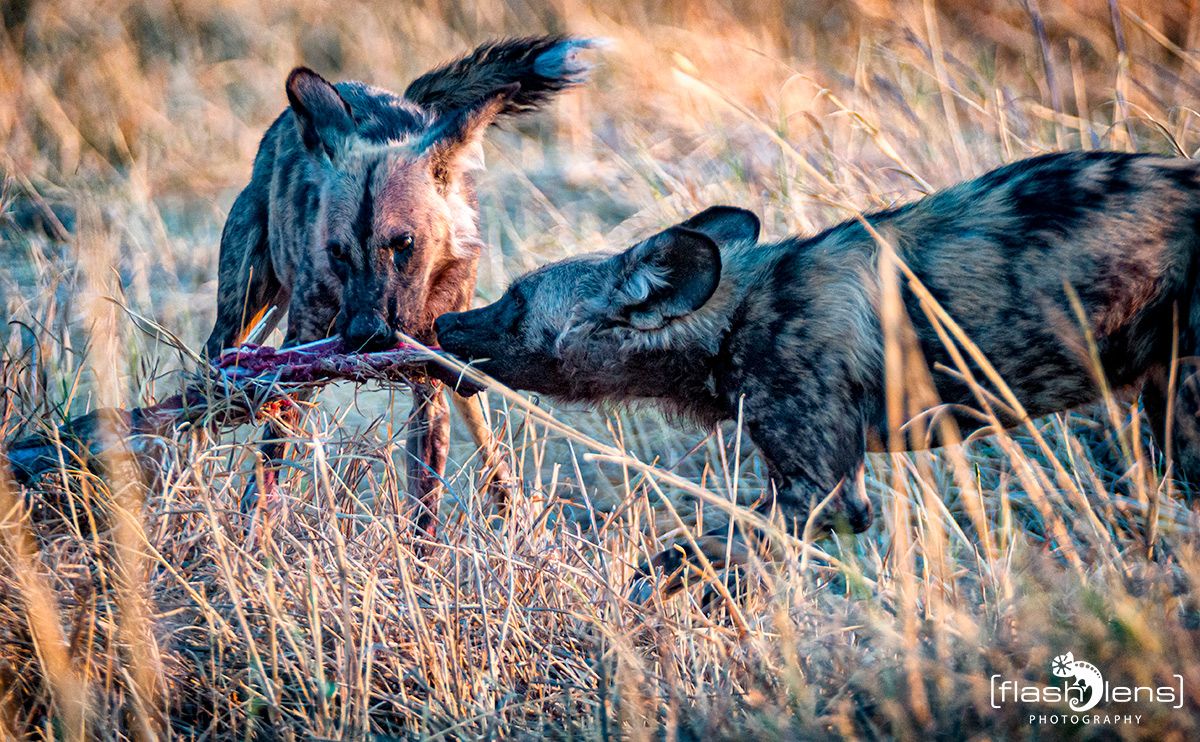 Botswana 2019 088