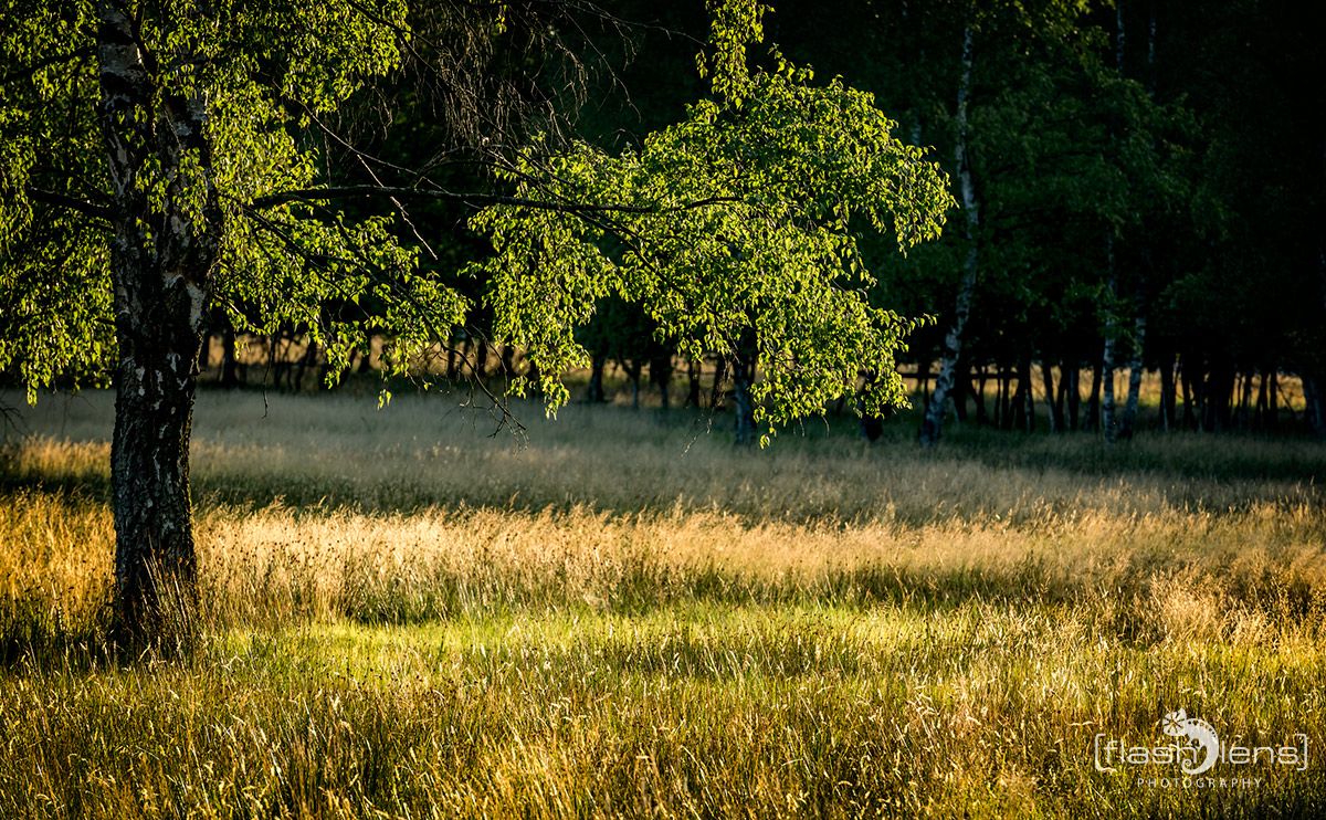 Pietzmoor 2019 003