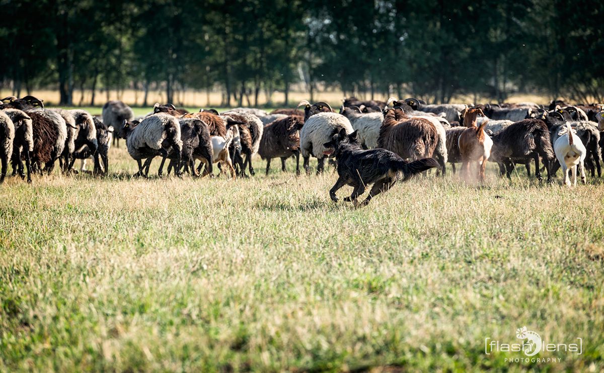 Pietzmoor 2019 007