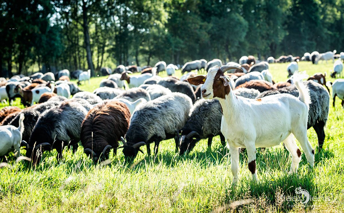 Pietzmoor 2019 008