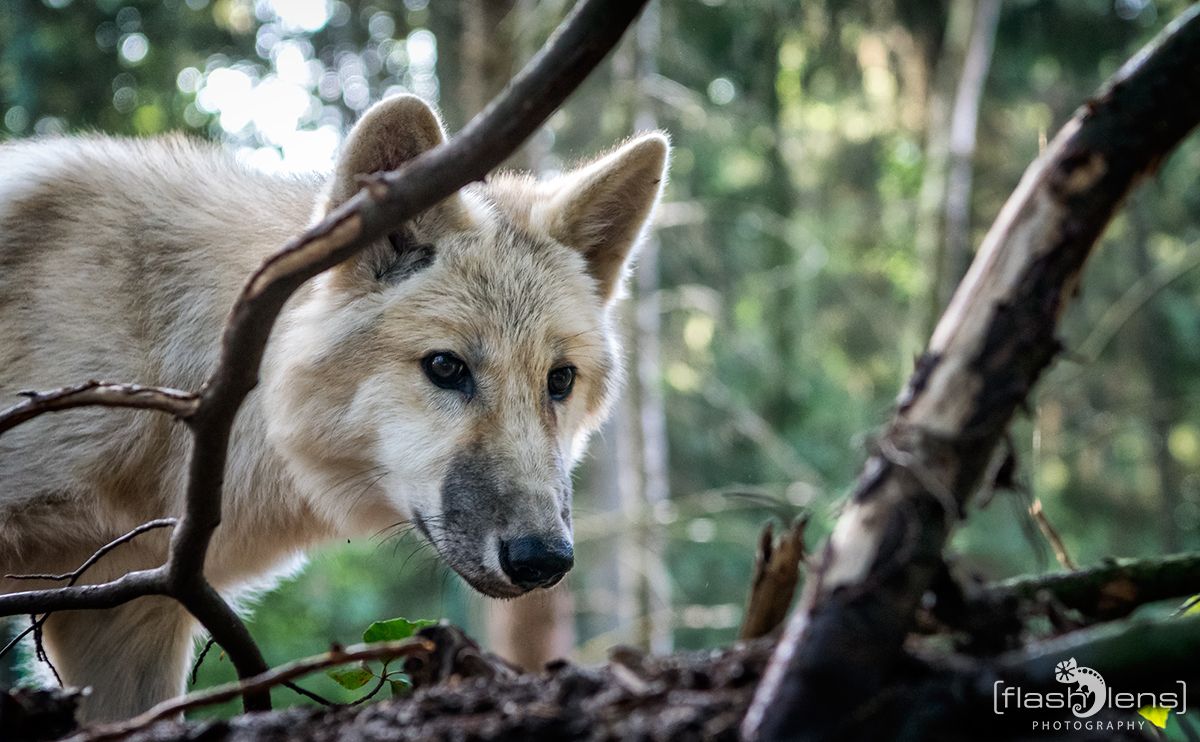 Wolfcenter 004