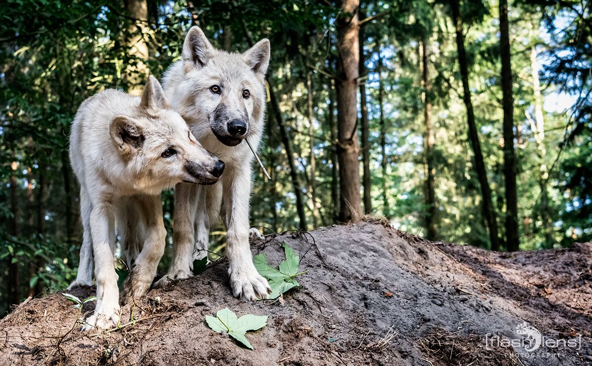 Wolfcenter 007