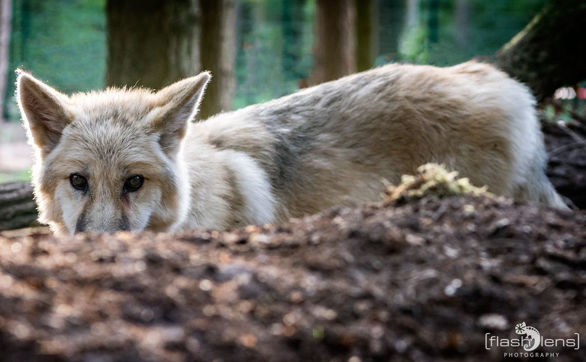 Wolfcenter 008
