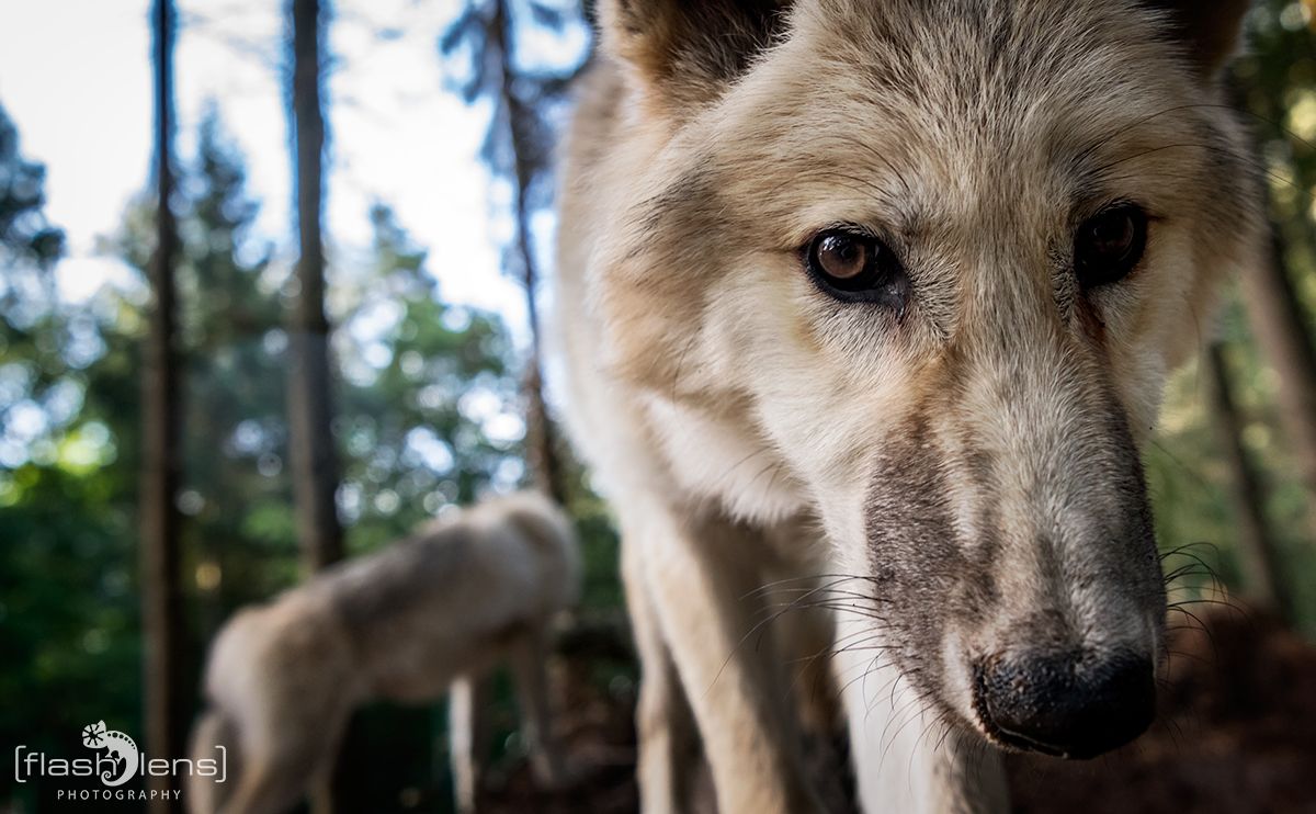 Wolfcenter 010