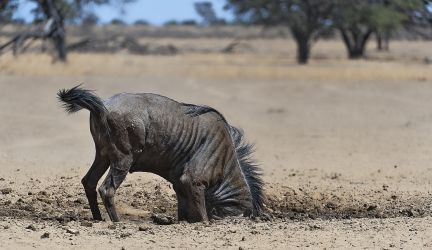 Südafrika
