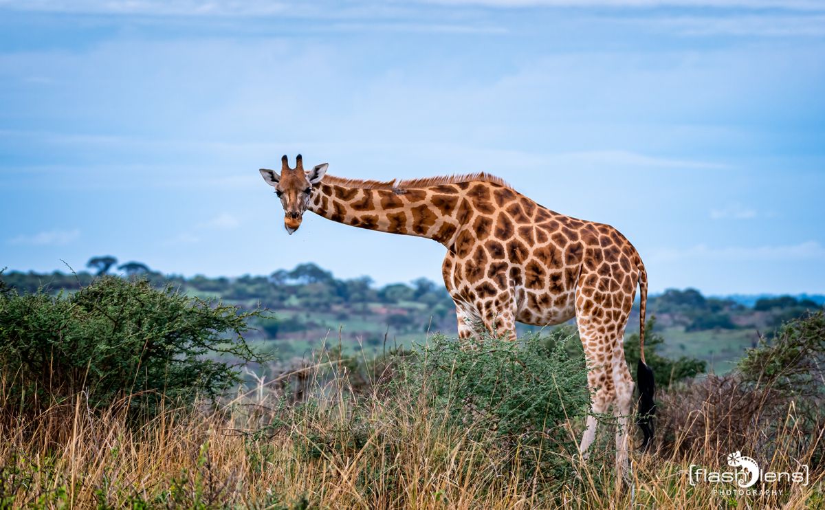 02 Murchinson NP  017