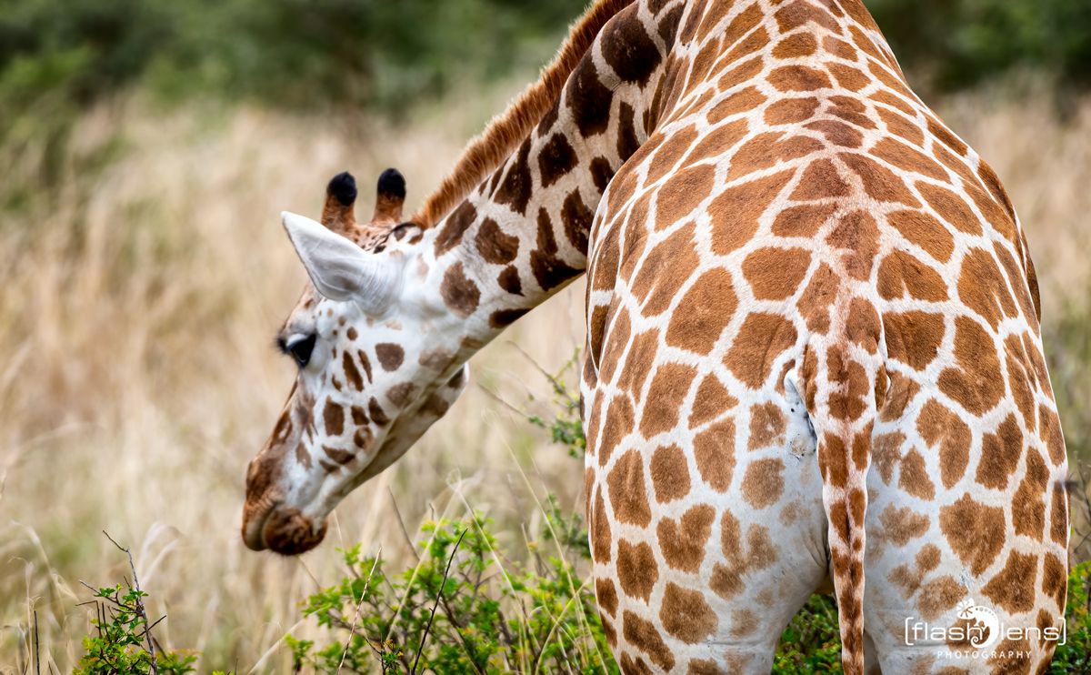 02 Murchinson NP  018