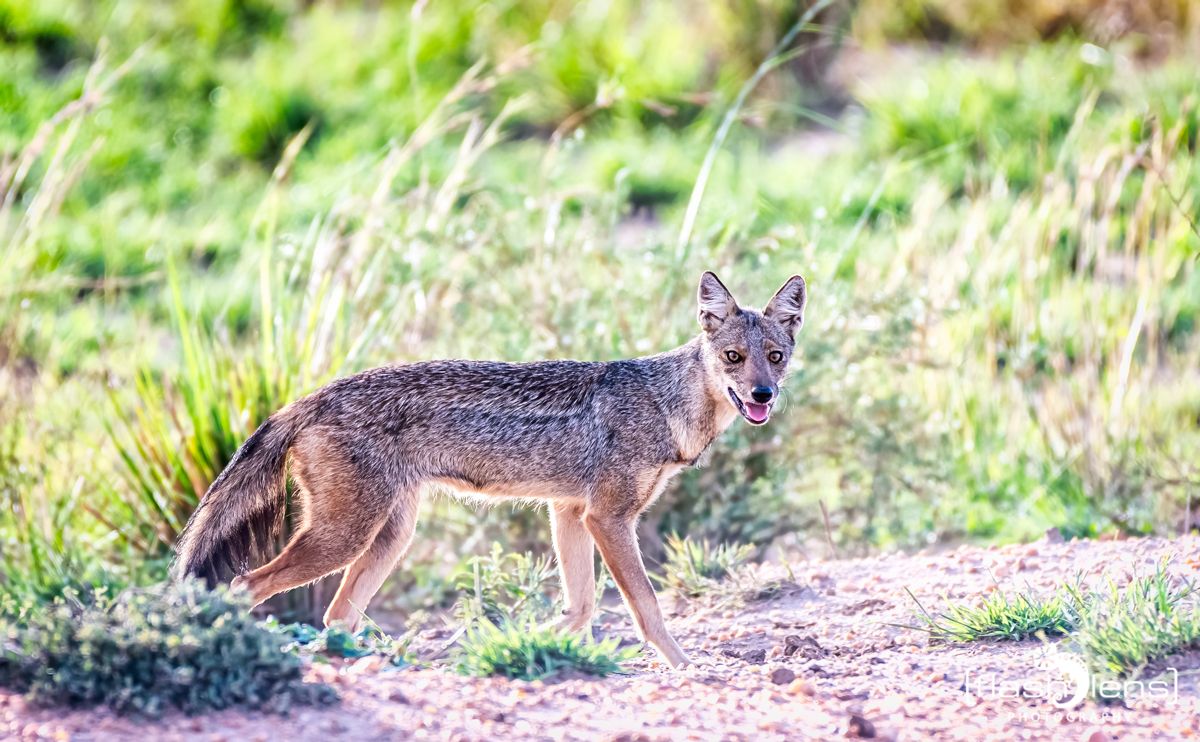 02 Murchinson NP  020