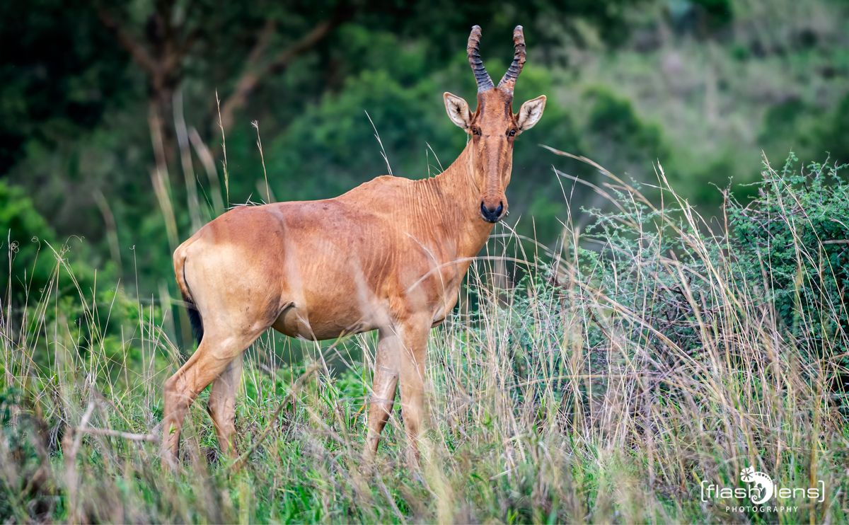 02 Murchinson NP  021