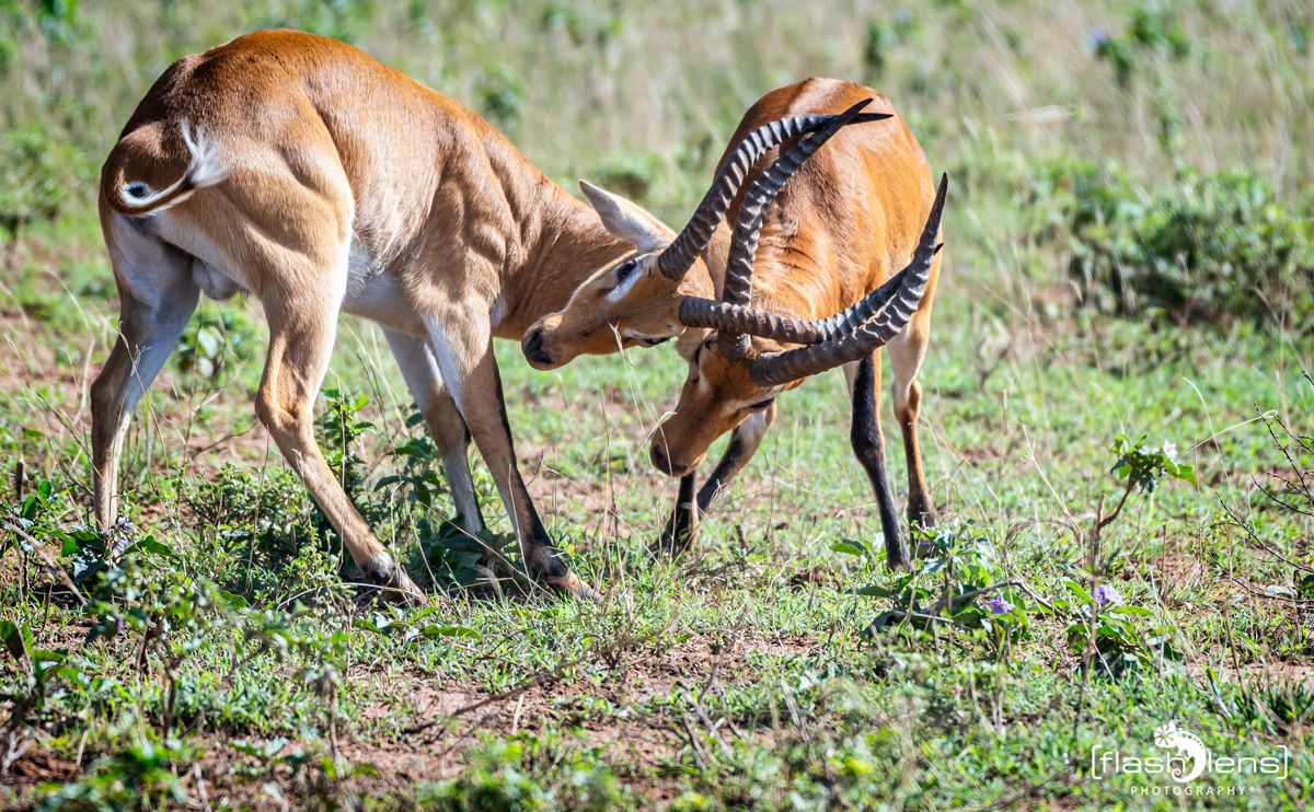 02 Murchinson NP  027