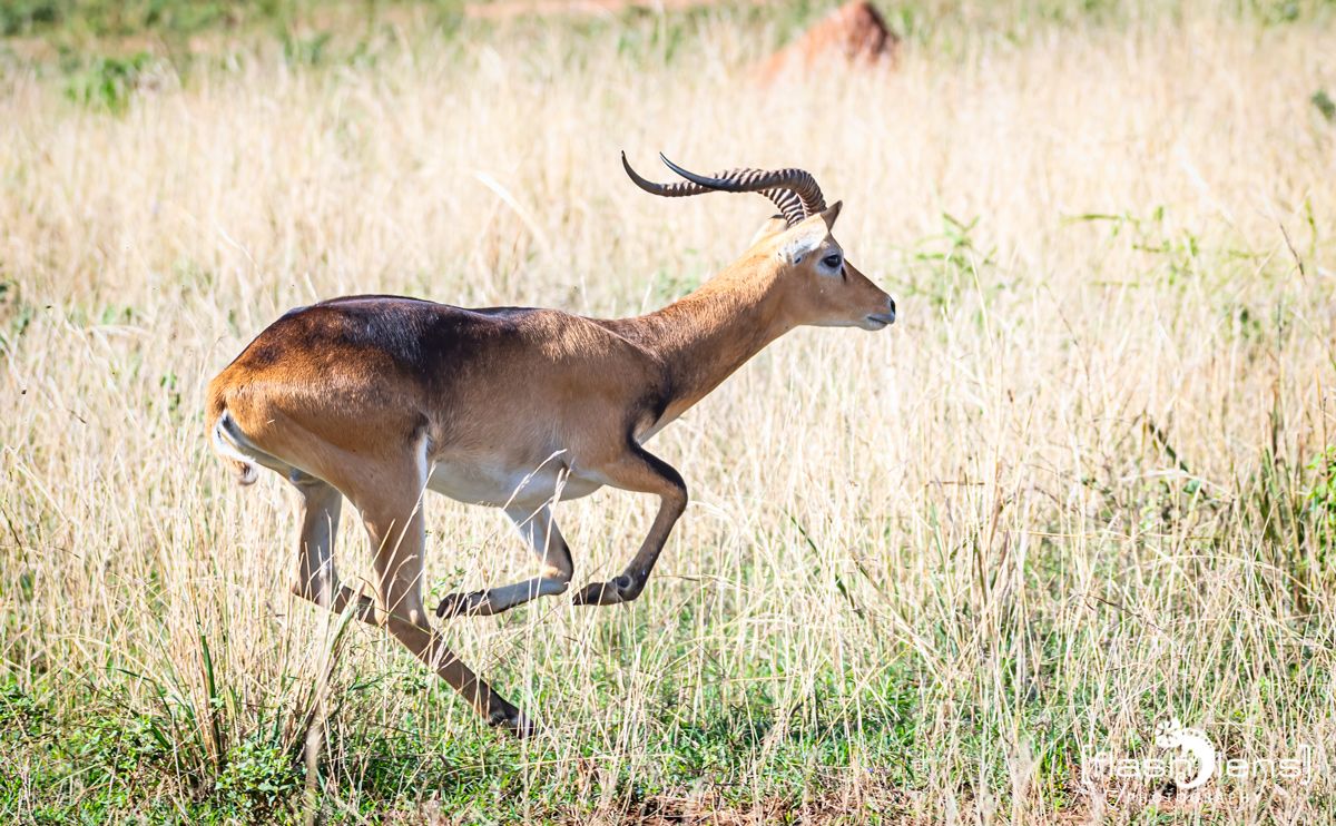 02 Murchinson NP  028