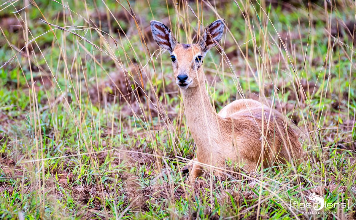 02 Murchinson NP  029