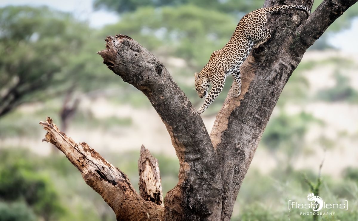 02 Murchinson NP  037