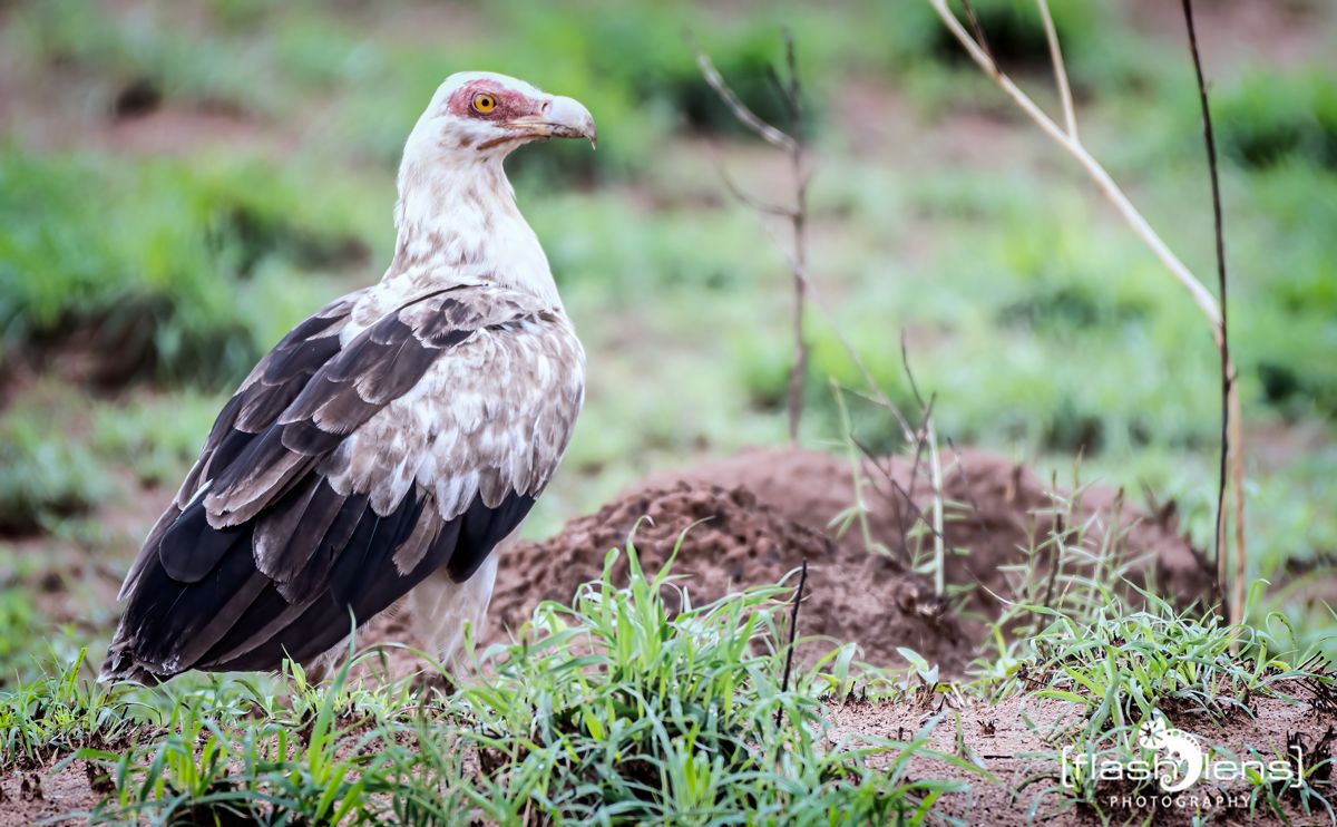 02 Murchinson NP  042