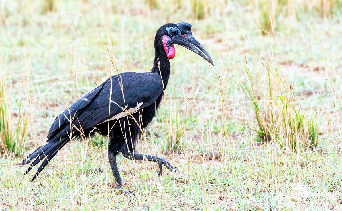 02 Murchinson NP  043