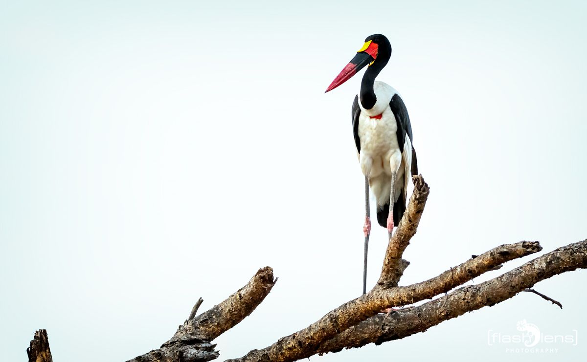 02 Murchinson NP  046