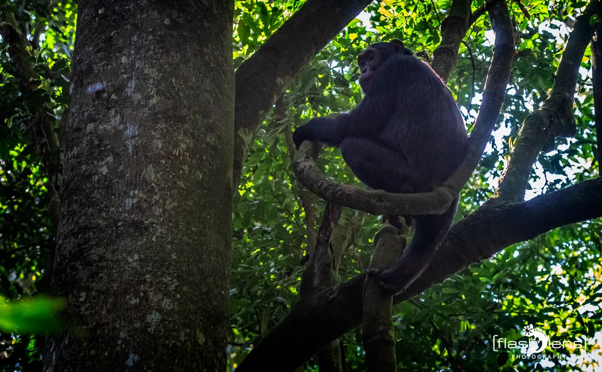 04 Kibale Forest 012