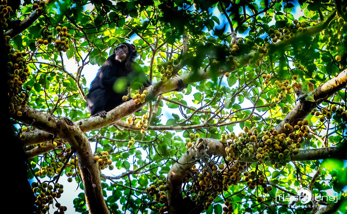 04 Kibale Forest 007