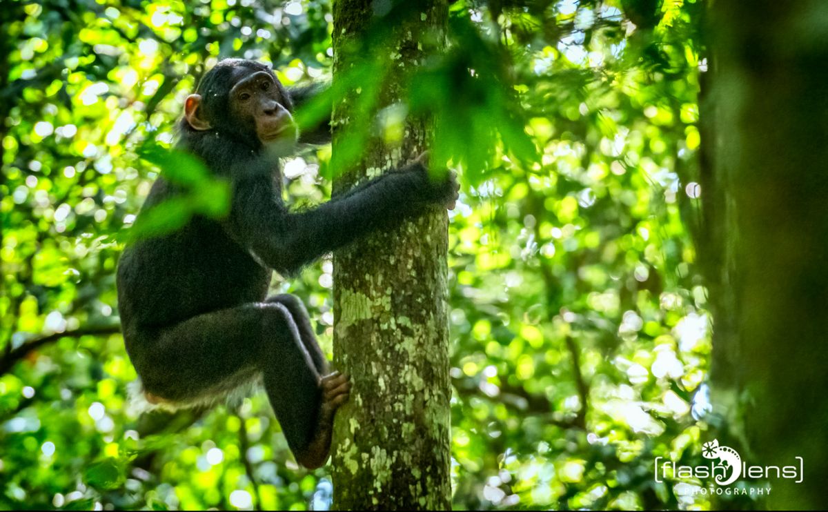 04 Kibale Forest 008