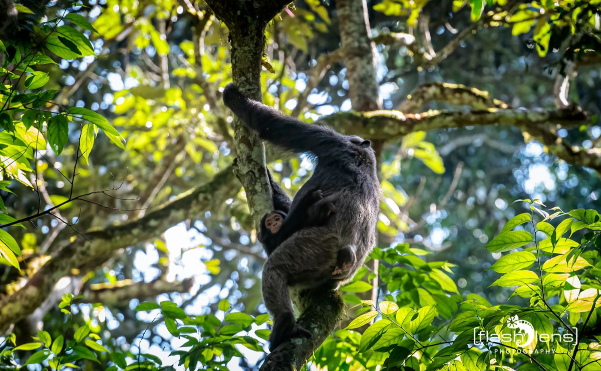04 Kibale Forest 009