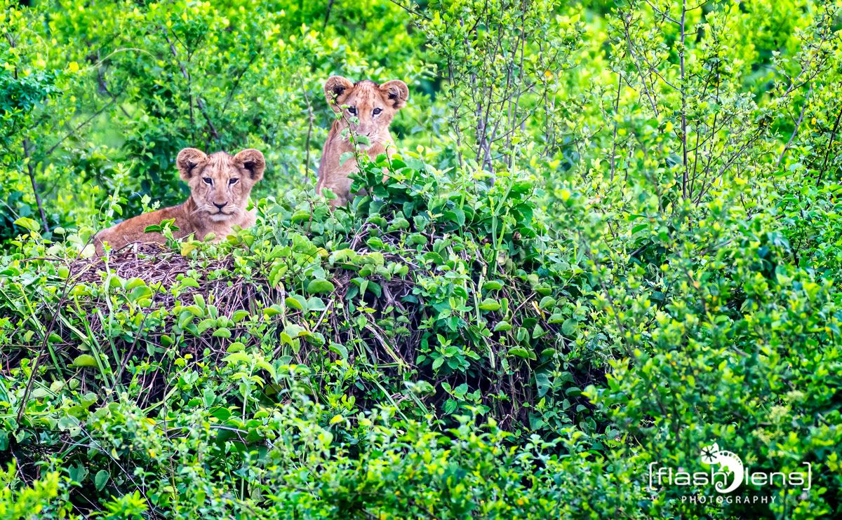 07 Queen Elisabeth NP 015