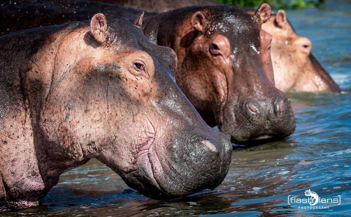 03 Victoria Nile 034