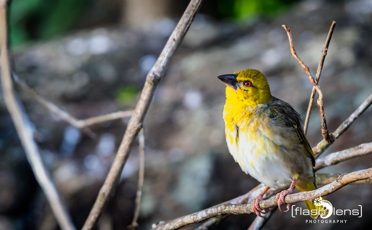 03 Victoria Nile 045