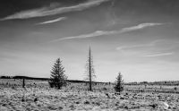 Noir Flohay 010