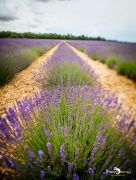 002 Dept Valcluse 024