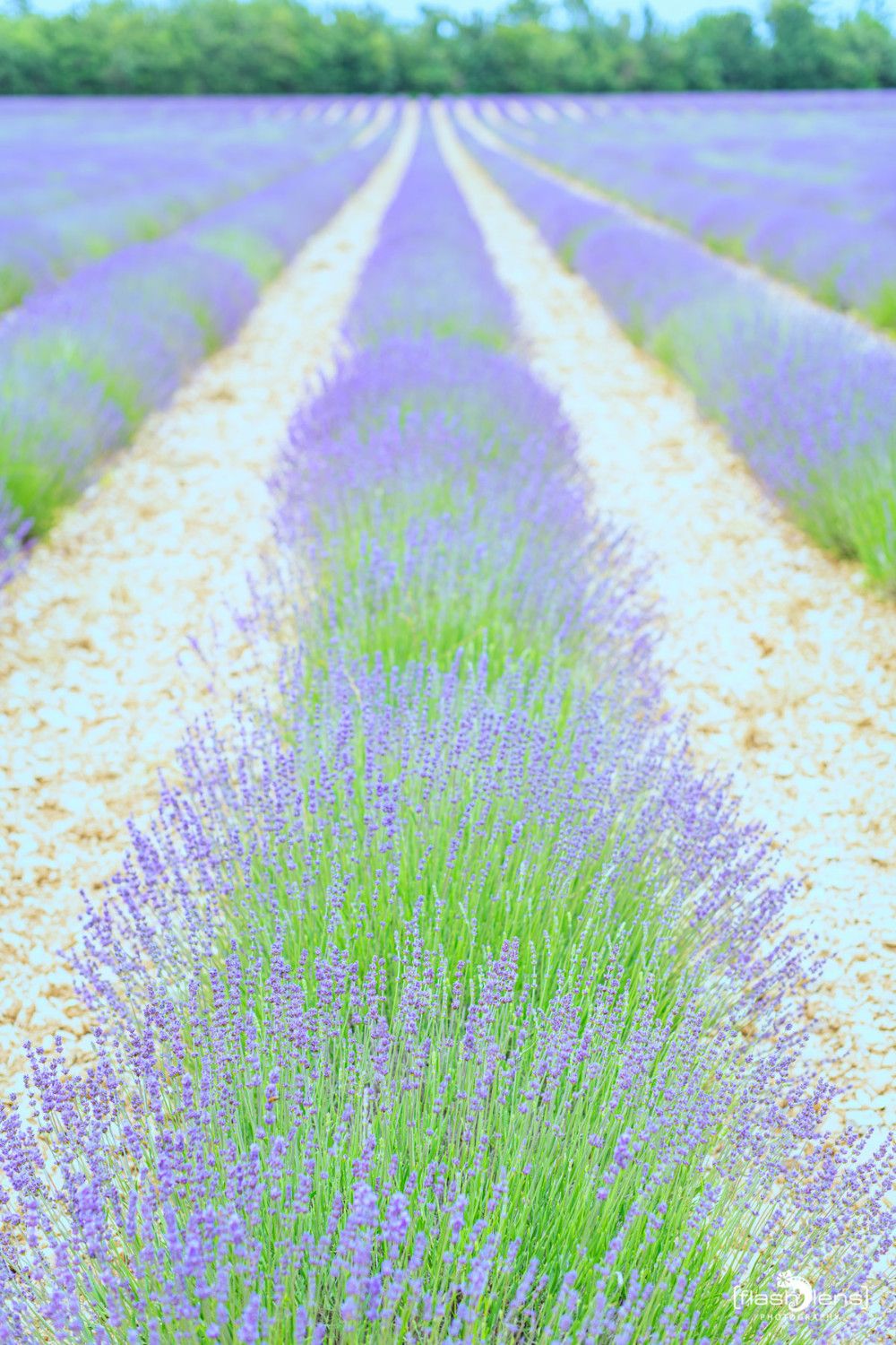 002 Dept Valcluse 026