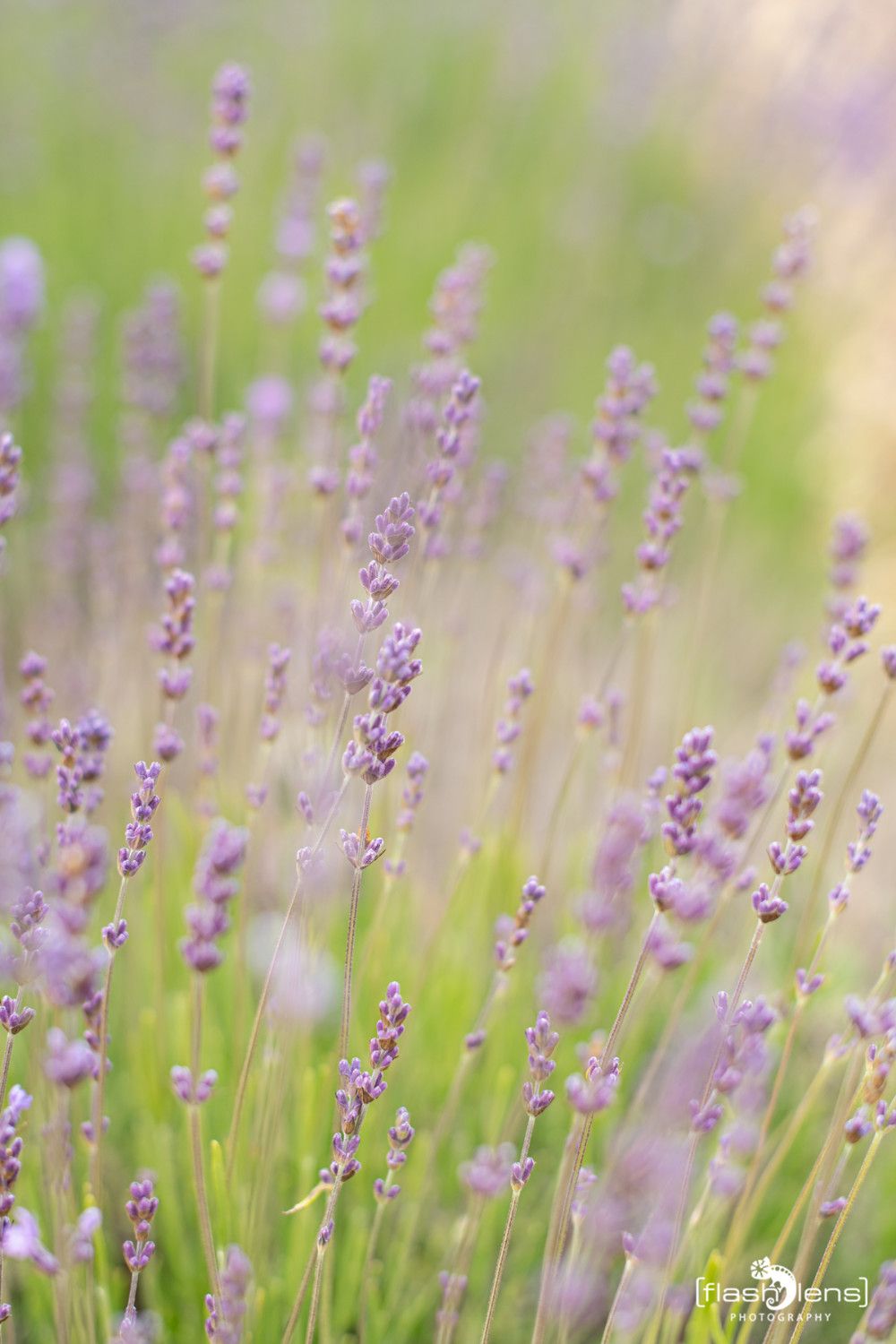 002 Dept Valcluse 027