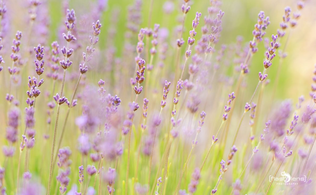 002 Dept Valcluse 028