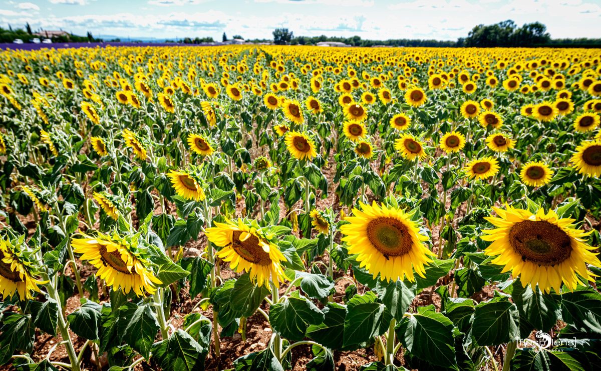 02 Haute Provence 008