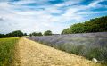 Petit Provence 003