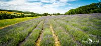 Petit Provence 005